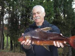It grows to about 1.35 m (4 ft 5 in) long and is unsuitable for most home aquariums. Japanese High Fin Catfish Page 3