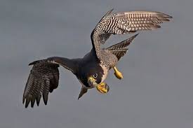 Peregrine Falcon Birds Of Prey New York 30 Magnificent Birds That Call Pakistan Their Home Shughal Peregrine Falcon Birds Of Prey Peregrine
