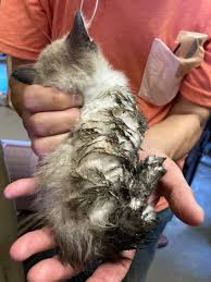 とりもち と は