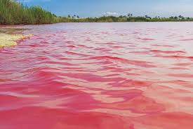 We did not find results for: 10 Pink Beaches And Lakes