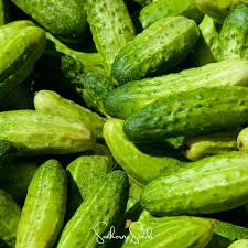 Image result for Cucumis cinereus
