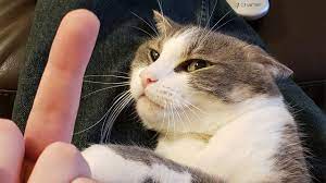 Warrior cats memes clean google search warrior cat memes cute. Best Cat Memes Compilation Of 2021 2 Funny Cats Youtube