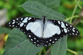 Image result for Sphedamnocarpus pruriens