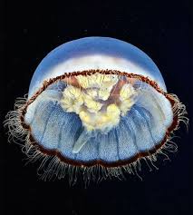 Okelah, ini dia artikel dari cerita terbaru. 16 Ide Jellyfish Ubur Ubur