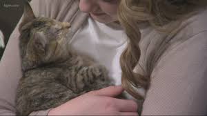 Greenhill humane society runs a life saving animal shelter & care facility in lane county, oregon. It S Been A Huge Blessing Blind Abandoned Kitten Adopted By Family Of Adopted Children Kgw Com