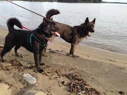 Aki Katsu Kai Ken Kai Ken Animals Pets