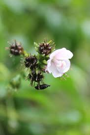 Image result for Pavonia senegalensis