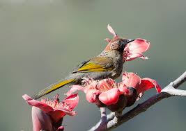 Image result for Erythrocephalum