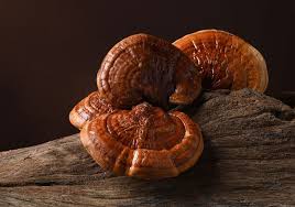 Image result for Ganoderma lucidum