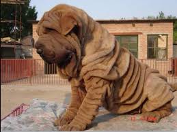 You will find pomeranian dogs for adoption and puppies for sale under the listings here. Bear Coat Shar Pei The Amazing Chinese Dog Animals Home