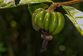 Image result for Rothmannia whitfieldii