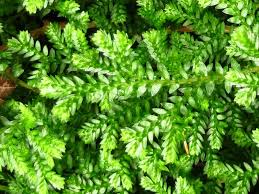 Image result for Selaginella mittenii