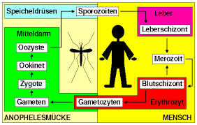 Sticht eine malariamücke einen menschen, gelangen über den speichel der mücke plasmodien ins blut. Lebenszyklus Der Malariaerreger