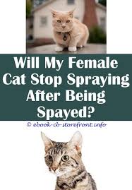 8 Portentous Tricks Natural Chemistry Flea Spray For Cats Natural Chemistry Flea Spray For Cats Is There A Spray To Stop Cats Scratching Furniture Cat Sensible