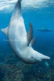 Wild Dolphins In Japan Underwater Animals Dolphin Tale Dolphin Photos