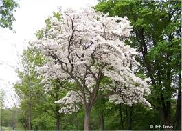 Check spelling or type a new query. Https Caroliniancanada Ca Sites Default Files File 20depository Bmp Pdfs Bmp 20eastern 20flowering 20dogwood Pdf