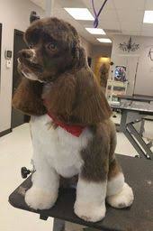 20 Best Cocker Spaniel Haircuts For Your Puppy The Paws In 2020 Cocker Spaniel Haircut Cocker Spaniel Cocker Spaniel Dog