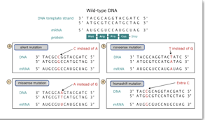 Dna structure and replication pogil flashcards | quizlet. Missense Mutation Definition Biology Quizlet