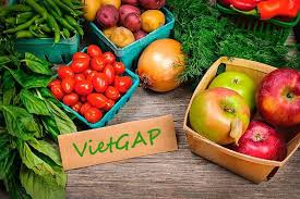 VietGAP là gì? Điều kiện để được cấp giấy chứng nhận VietGap