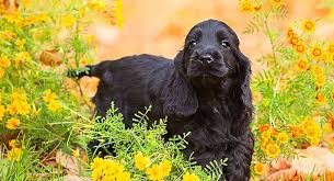 Curly is a gentleman in the home and is totally housebroken. English Cocker Spaniel A Complete Guide To An Active Dog Breed
