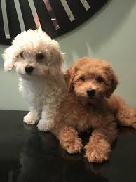 Our listings are from top breeders from around the country. Golden Doodle Puppies For Sale Jupiter Fl 247115