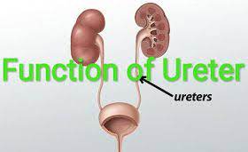 What Is The Main Function Of The Ureter Ayurvedic Treatment Function Treatment
