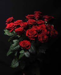 Noami Red Rozen Kopen Bestel Het Bij Bloemenwereld Nl 1994 songfestival !dit keer een rustig nummer ,heb ik opgenomen in de hittegolf week, dat was te warm. noami red rozen kopen bestel het bij