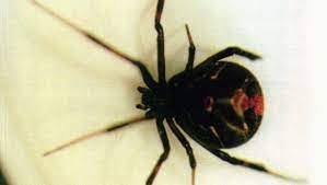 Some are neurotoxins, which evolved to kill or immobilise arthropods like insects by attacking their nervous systems; What Makes Black Widows So Deadly