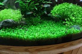 5 Of The Best Carpet Plants For Freshwater Custom Aquariums With Images Freshwater Plants Aquatic Plants Fish Plants