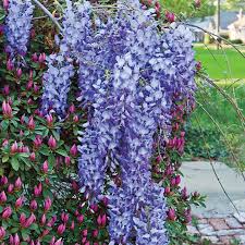 Pin On Gardening Tips