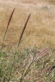 Image result for Cenchrus macrourus