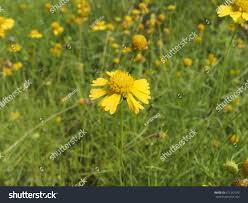 Image result for Dyssodia tenuiloba