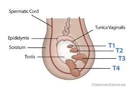 Image result for Testicle