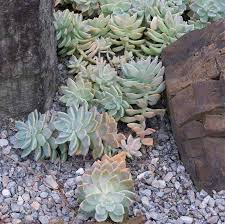 How to prepare soil for cactus garden. How To Create A Succulent Garden