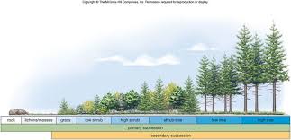 Image Result For Altitude Zonation Ecological Succession Food Web Ecosystems