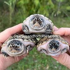 Image result for Stylochaeton tortispathus