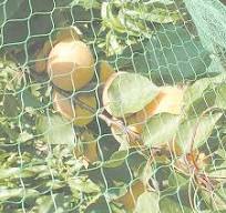 Malla Antipájaro – Productos Agricolas lima, Sustratos para ...