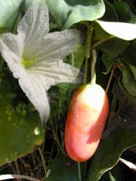 Image result for Coccinia grandis