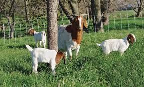 Goats are adorable and useful creatures but they have one annoying most importantly, as the name indicates, premier 42'' electric goat net fence is an electric fence. Goat Supplies Premier1supplies