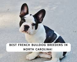 The french bulldog also affectionately known as, the frenchie, frenchie puppies, appeared during the 19th century in nottingham, england as a smaller version of the english bulldog and is often referred to as the toy english bulldog. 5 Best French Bulldog Breeders In North Carolina 2021 We Love Doodles