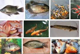 Di indonesia, ikan lohan menjadi salah satu jenis ikan air tawar yang banyak diminati para kolektor ikan. Nama Nama Ikan Air Tawar Terlengkap Dari A Z Info Seputar Ikan