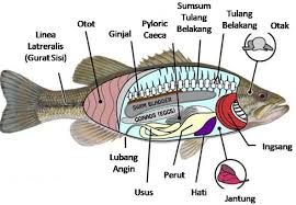Penjelasan Klasifikasi Jenis Pisces Ikan Secara Lengkap Ikan Pisces Hewan
