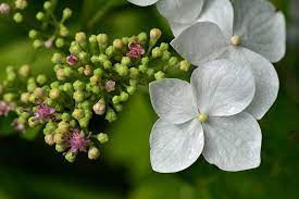 Free Image On Pixabay Hydrangea Close Up Blossom Bloom Hydrangea Hydrangea Flower Flower Close Up