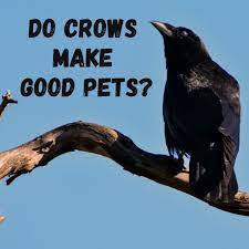 Crows As Pets Is It Legal To Have A Pet Crow Pethelpful