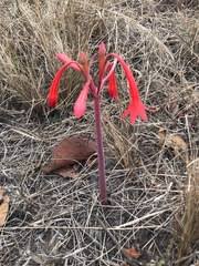 Image result for Cyrtanthus rhodesianus