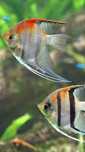 Pin By F Alpar On Sea Life Salt Water Fish Pet Fish Cool Fish