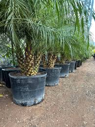 Image result for Phoenix roebelenii