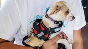 Shipping less standard pets to america, such as snakes, rabbits, hamsters, ferrets, guinea pigs on average, just like with luggage, you can expect your costs to go up or down based on the size of airline pet carrier. Airlines Can Soon Deny Emotional Support Animals Free Flights Abc News
