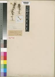 Image result for Barleria holubii