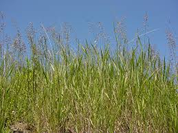 Image result for Poa